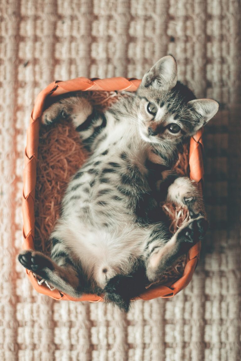 pets japa.ng